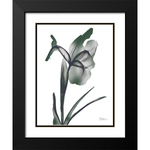 Ombre Jungle Iris 1 Black Modern Wood Framed Art Print with Double Matting by Koetsier, Albert