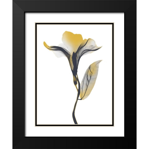 Ombre Sunshine Oleander 1 Black Modern Wood Framed Art Print with Double Matting by Koetsier, Albert