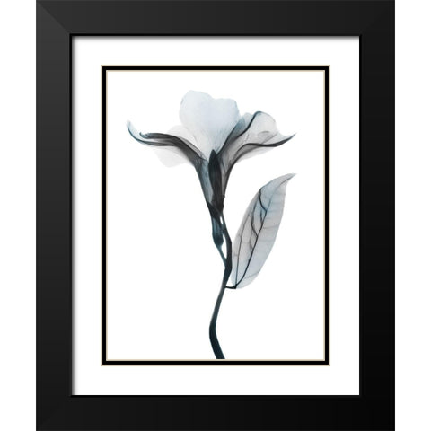 Ombre Sea Salt Oleander 1 Black Modern Wood Framed Art Print with Double Matting by Koetsier, Albert