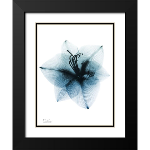 Glacial Amaryllis 1 RC Black Modern Wood Framed Art Print with Double Matting by Koetsier, Albert