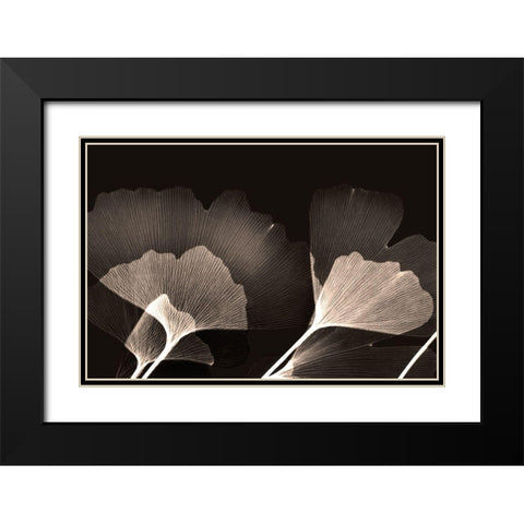 Chocolate Ginko Black Modern Wood Framed Art Print with Double Matting by Koetsier, Albert