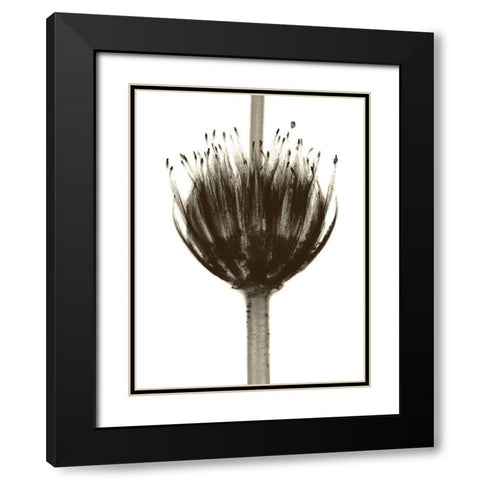 Chocolate Crown Black Modern Wood Framed Art Print with Double Matting by Koetsier, Albert