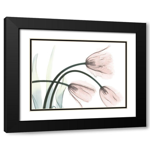 Refreshing Bloomed 1 Black Modern Wood Framed Art Print with Double Matting by Koetsier, Albert