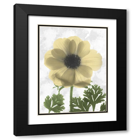 Bright Magnolia 1 Black Modern Wood Framed Art Print with Double Matting by Koetsier, Albert