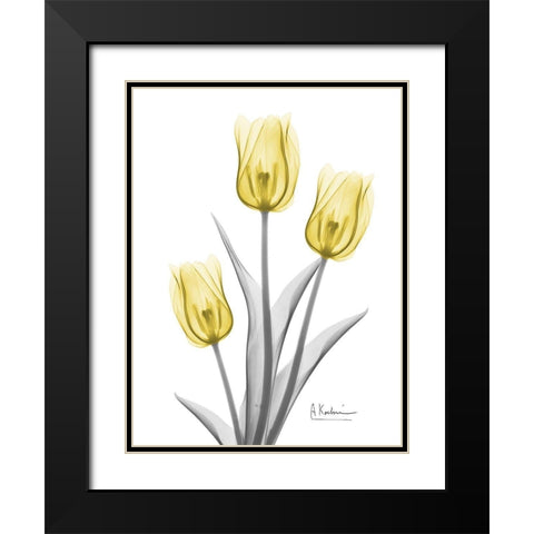 Illuminating Tulip Trio 2 Black Modern Wood Framed Art Print with Double Matting by Koetsier, Albert