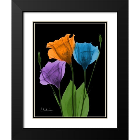 Jewel Gentian Buddies 3 Black Modern Wood Framed Art Print with Double Matting by Koetsier, Albert