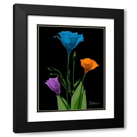 Jewel Gentian Buddies 4 Black Modern Wood Framed Art Print with Double Matting by Koetsier, Albert