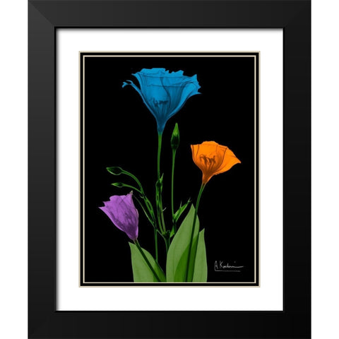 Jewel Gentian Buddies 4 Black Modern Wood Framed Art Print with Double Matting by Koetsier, Albert