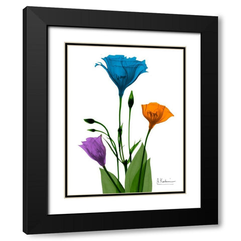 Jewel Gentian Buddies 2 Black Modern Wood Framed Art Print with Double Matting by Koetsier, Albert