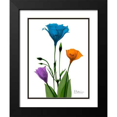 Jewel Gentian Buddies 2 Black Modern Wood Framed Art Print with Double Matting by Koetsier, Albert