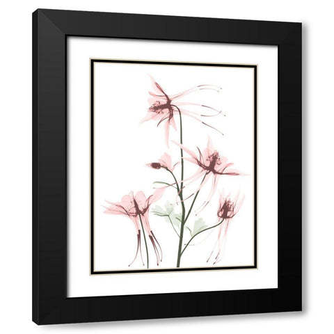 Blush Columbine 1 Black Modern Wood Framed Art Print with Double Matting by Koetsier, Albert