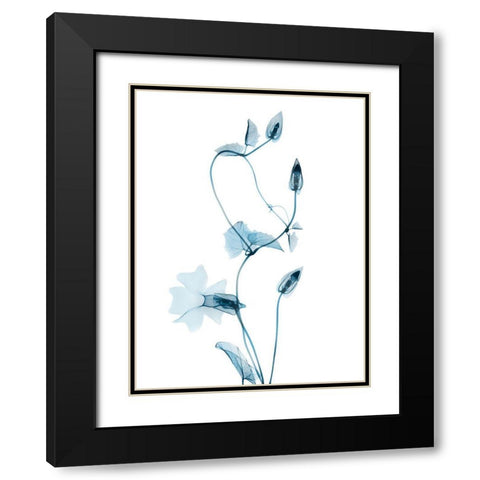 Blue Disticta Black Modern Wood Framed Art Print with Double Matting by Koetsier, Albert