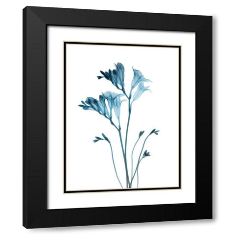 Blue Freesia Black Modern Wood Framed Art Print with Double Matting by Koetsier, Albert