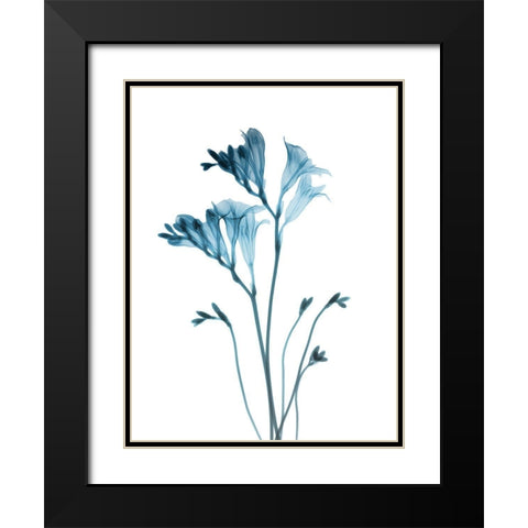 Blue Freesia Black Modern Wood Framed Art Print with Double Matting by Koetsier, Albert