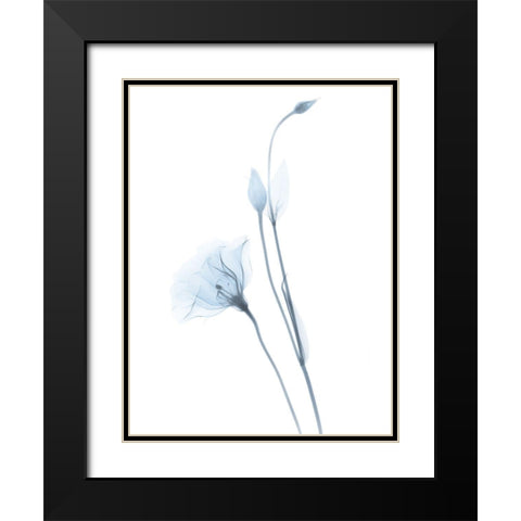 Light Gentian Black Modern Wood Framed Art Print with Double Matting by Koetsier, Albert