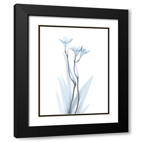 Light Freesia Black Modern Wood Framed Art Print with Double Matting by Koetsier, Albert