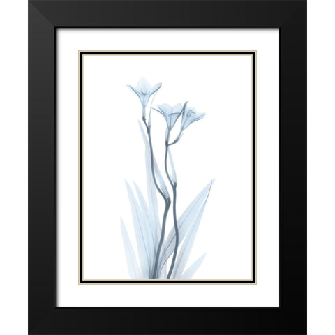 Light Freesia Black Modern Wood Framed Art Print with Double Matting by Koetsier, Albert