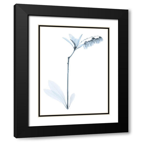 Light Lily Of The Vally Bush Black Modern Wood Framed Art Print with Double Matting by Koetsier, Albert