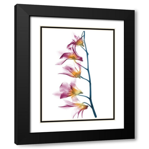 Summer Orchid B69 Black Modern Wood Framed Art Print with Double Matting by Koetsier, Albert