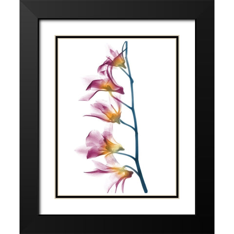 Summer Orchid B69 Black Modern Wood Framed Art Print with Double Matting by Koetsier, Albert