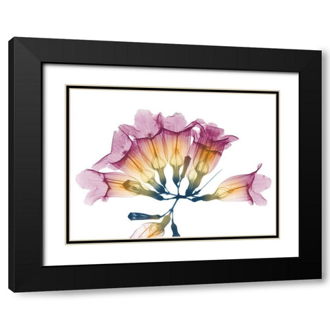 Summer Garlic Vine Black Modern Wood Framed Art Print with Double Matting by Koetsier, Albert