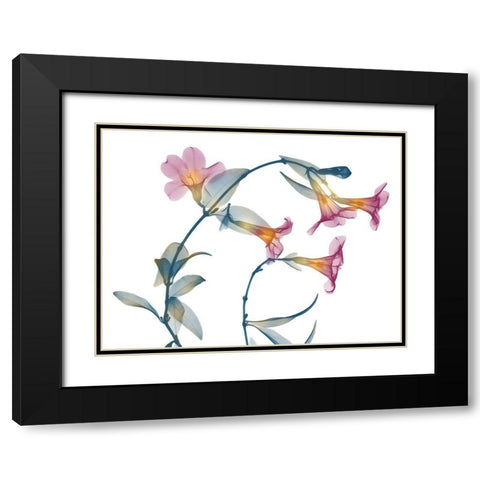 Summer Brazilian Jasmine Black Modern Wood Framed Art Print with Double Matting by Koetsier, Albert