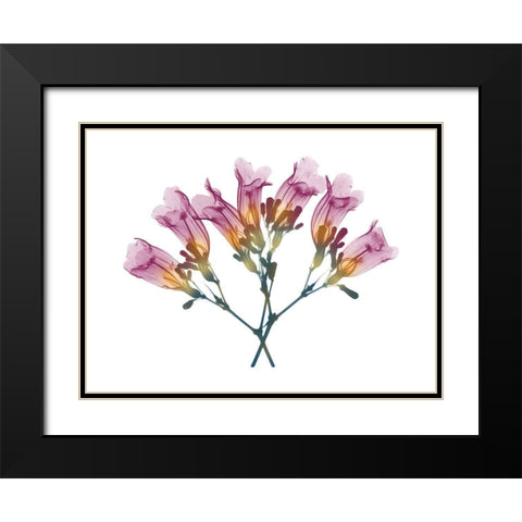 Summer Amethyst Vine Black Modern Wood Framed Art Print with Double Matting by Koetsier, Albert