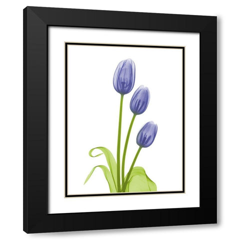 Blue Iris Tulip L78 Black Modern Wood Framed Art Print with Double Matting by Koetsier, Albert