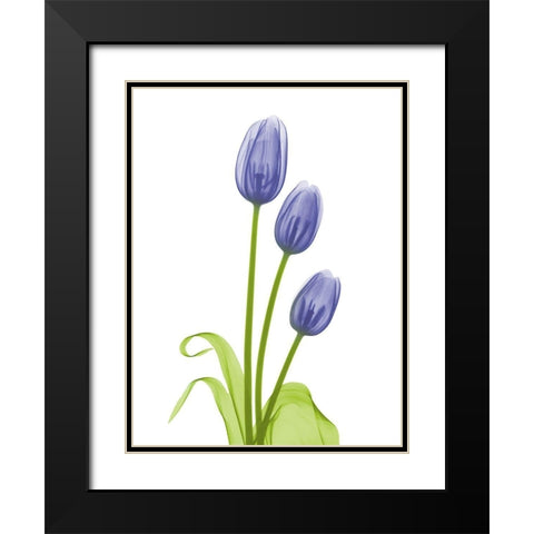 Blue Iris Tulip L78 Black Modern Wood Framed Art Print with Double Matting by Koetsier, Albert