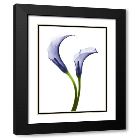 Rowdy Calla Lilly Duo Black Modern Wood Framed Art Print with Double Matting by Koetsier, Albert