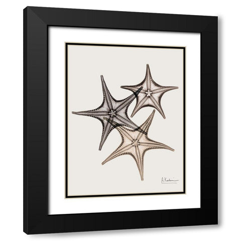 _Sand Starfish Black Modern Wood Framed Art Print with Double Matting by Koetsier, Albert