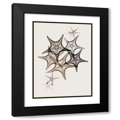 Sand Starfish 2 Black Modern Wood Framed Art Print with Double Matting by Koetsier, Albert