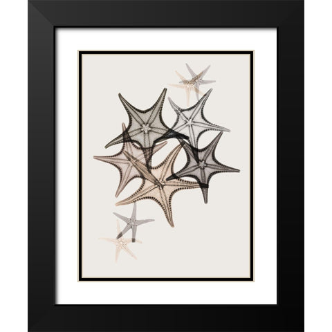 Sand Starfish 2 Black Modern Wood Framed Art Print with Double Matting by Koetsier, Albert