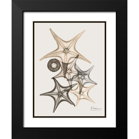 Sand Starfish 3 Black Modern Wood Framed Art Print with Double Matting by Koetsier, Albert