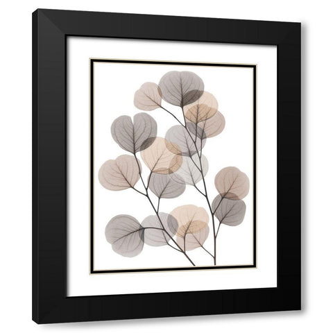 Earthy Eucalyptus Bunch Black Modern Wood Framed Art Print with Double Matting by Koetsier, Albert