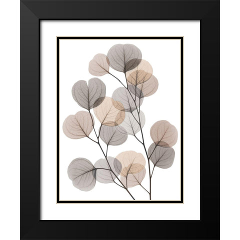 Earthy Eucalyptus Bunch Black Modern Wood Framed Art Print with Double Matting by Koetsier, Albert