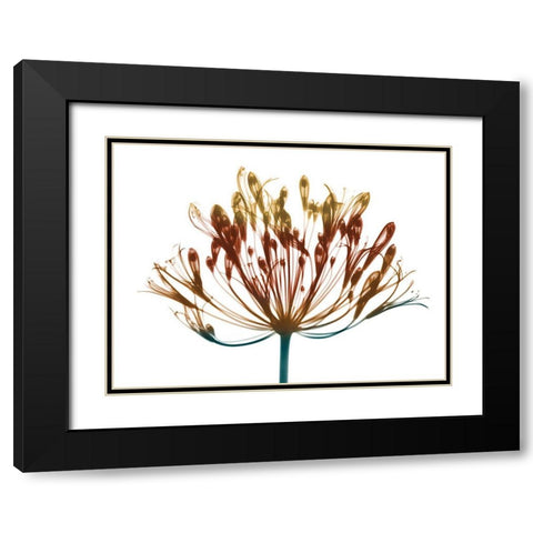 Urban Lily Black Modern Wood Framed Art Print with Double Matting by Koetsier, Albert