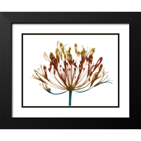 Urban Lily Black Modern Wood Framed Art Print with Double Matting by Koetsier, Albert