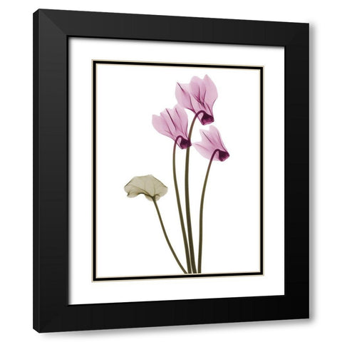 Delightful Cyclamen H11 Black Modern Wood Framed Art Print with Double Matting by Koetsier, Albert