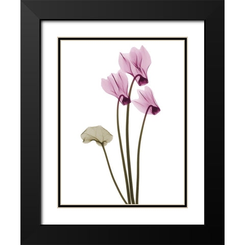 Delightful Cyclamen H11 Black Modern Wood Framed Art Print with Double Matting by Koetsier, Albert