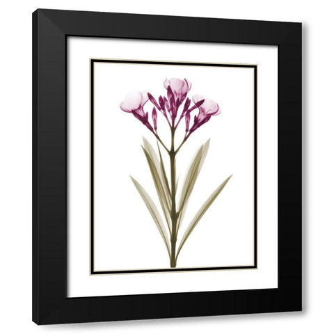 Delightful Oleander A57 Black Modern Wood Framed Art Print with Double Matting by Koetsier, Albert