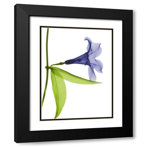 Rowdy Hanging Tulip Black Modern Wood Framed Art Print with Double Matting by Koetsier, Albert