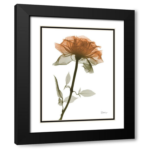 Urban Rose 1 Black Modern Wood Framed Art Print with Double Matting by Koetsier, Albert