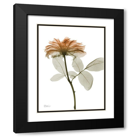 Urban Rose 2 Black Modern Wood Framed Art Print with Double Matting by Koetsier, Albert