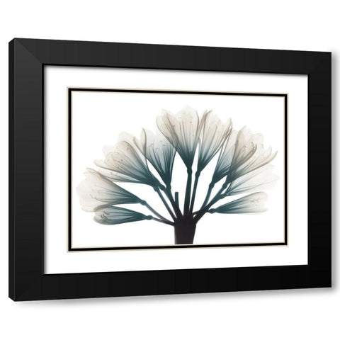 Lily Of The Jungle Black Modern Wood Framed Art Print with Double Matting by Koetsier, Albert