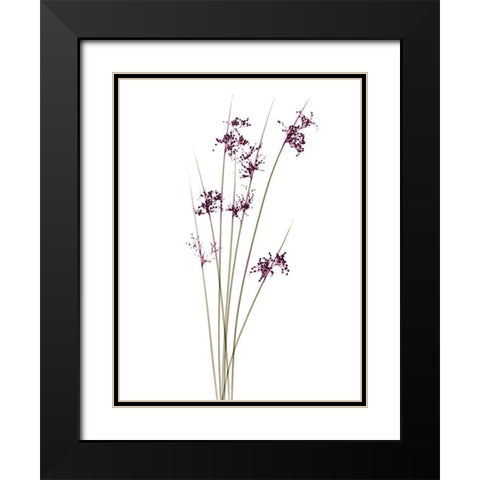 Spring Reachers Black Modern Wood Framed Art Print with Double Matting by Koetsier, Albert