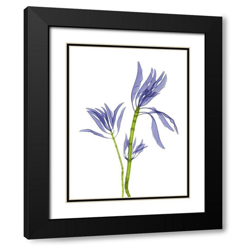 Leucadendron E93 Black Modern Wood Framed Art Print with Double Matting by Koetsier, Albert