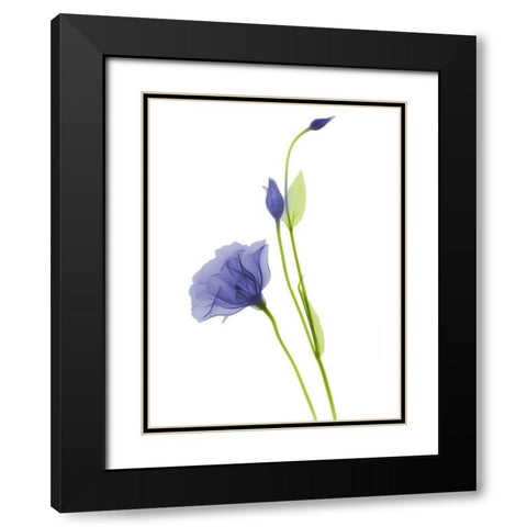 Rowdy Gentian B07 Black Modern Wood Framed Art Print with Double Matting by Koetsier, Albert