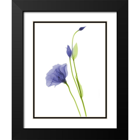 Rowdy Gentian B07 Black Modern Wood Framed Art Print with Double Matting by Koetsier, Albert