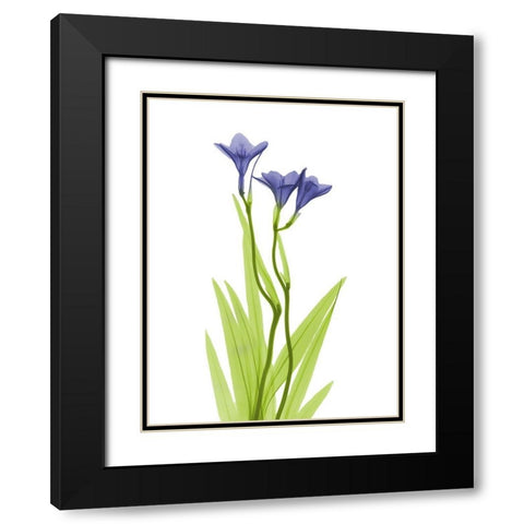 Rowdy Freesia L220 Black Modern Wood Framed Art Print with Double Matting by Koetsier, Albert